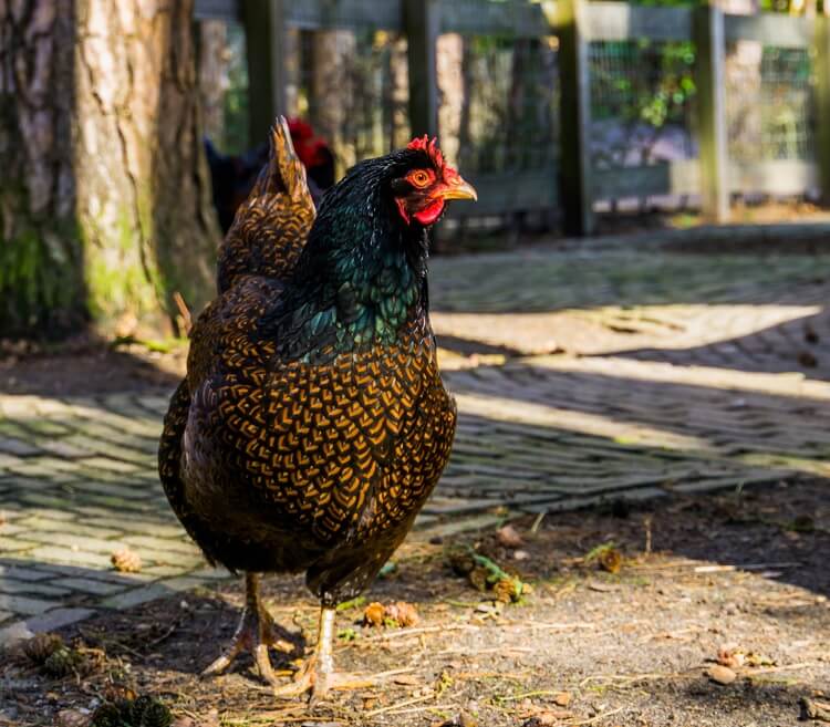 Heritage Pullets Barnevelders  Vaccinated Mareks